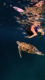 A snorkeler interacts with a graceful sea turtle underwater, showcasing the beauty of marine wildlife encounters.