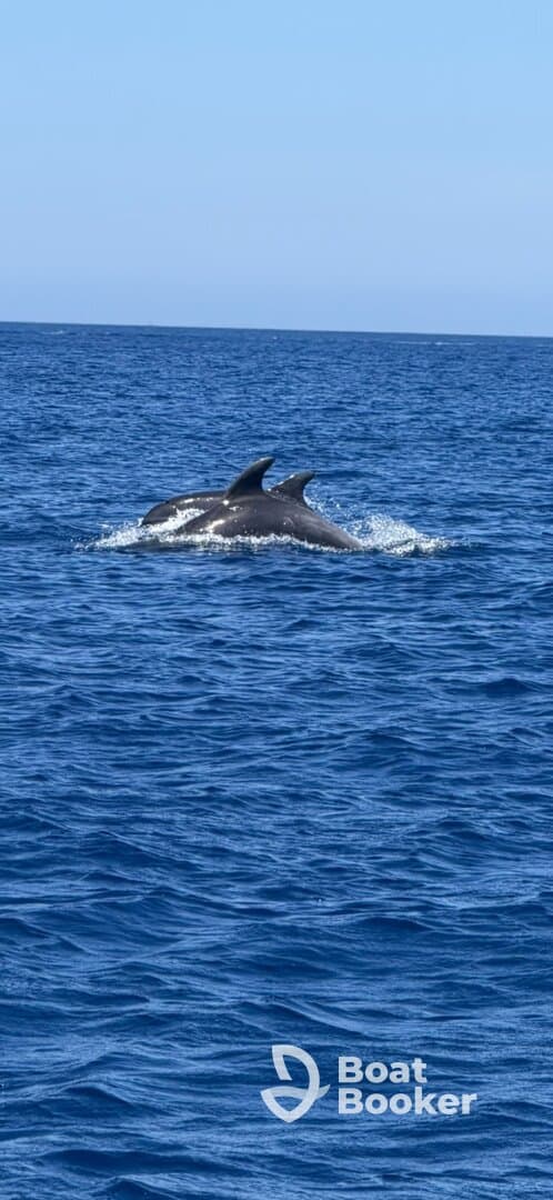 A pair of dolphins gracefully swimming in the open ocean, showcasing the beauty of marine wildlife in their natural habitat.