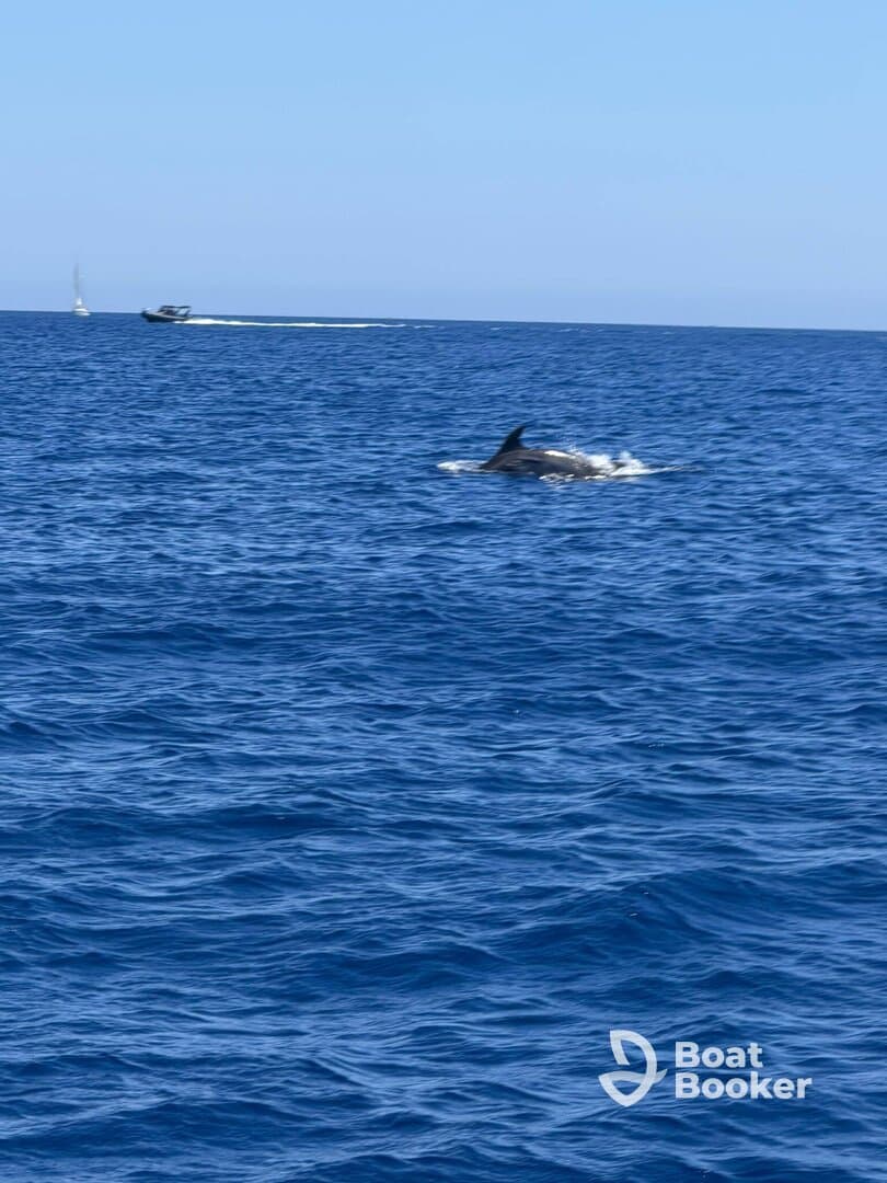 A dolphin gracefully swims through the deep blue ocean, showcasing the beauty of marine wildlife in its natural habitat.