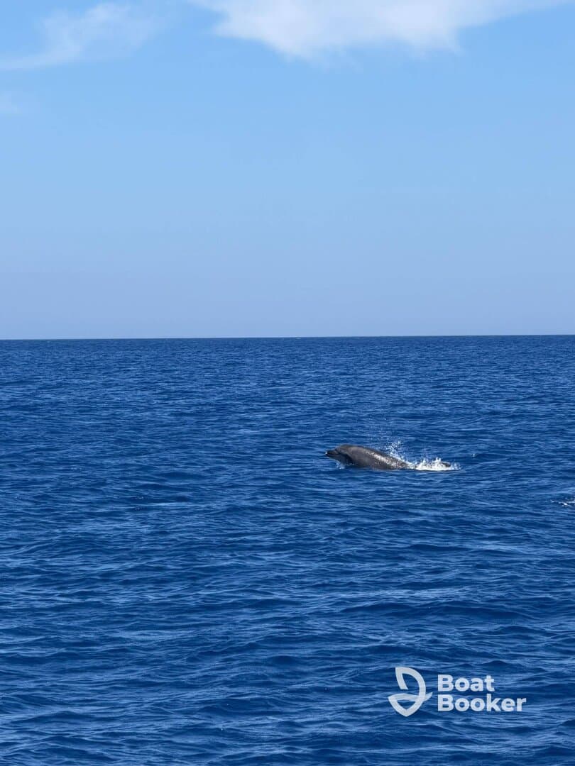 A dolphin leaps gracefully from the deep blue ocean, showcasing the beauty of marine wildlife in its natural habitat.