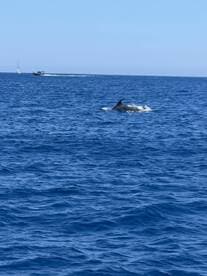 A dolphin gracefully swims through the deep blue ocean, showcasing the beauty of marine wildlife in its natural habitat.