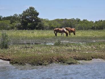 Two wild horses graze peacefully in a lush green landscape, showcasing the natural beauty of the area. A serene wildlife encounter perfect for nature lovers.