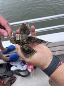 A close-up of a fish being held by a person on a boat, showcasing the excitement of fishing adventures on the water.