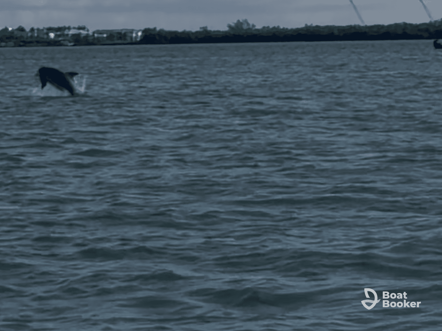 A dolphin leaps out of the water, showcasing its playful nature in a beautiful marine setting — a captivating moment for wildlife enthusiasts.