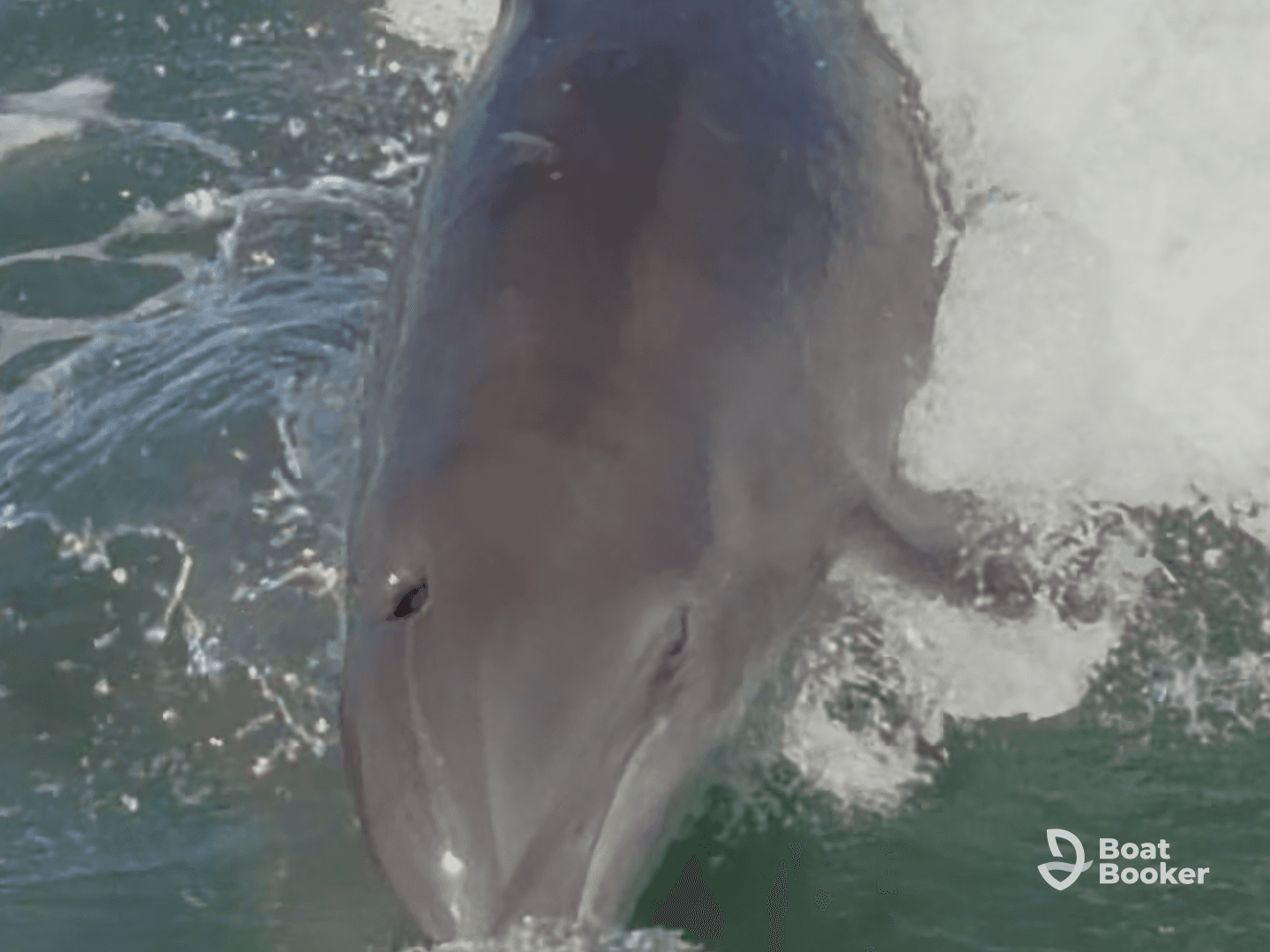 A stunning close-up of a dolphin swimming through the waves, showcasing the beauty of marine wildlife in its natural habitat.