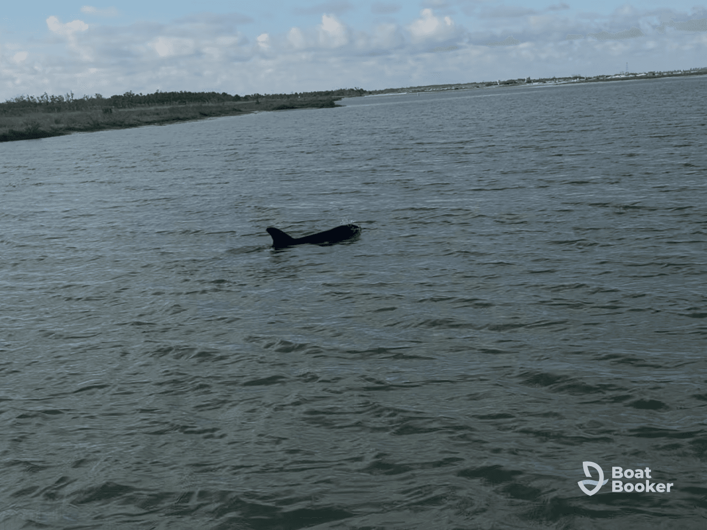 A dolphin gracefully swims in the water, showcasing the beauty of marine wildlife in its natural habitat.