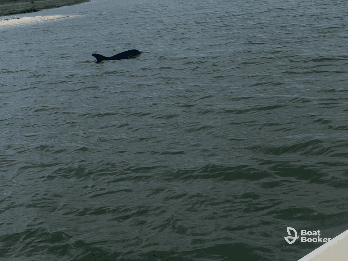 A dolphin gracefully swims in the water, showcasing the beauty of marine wildlife in its natural habitat.