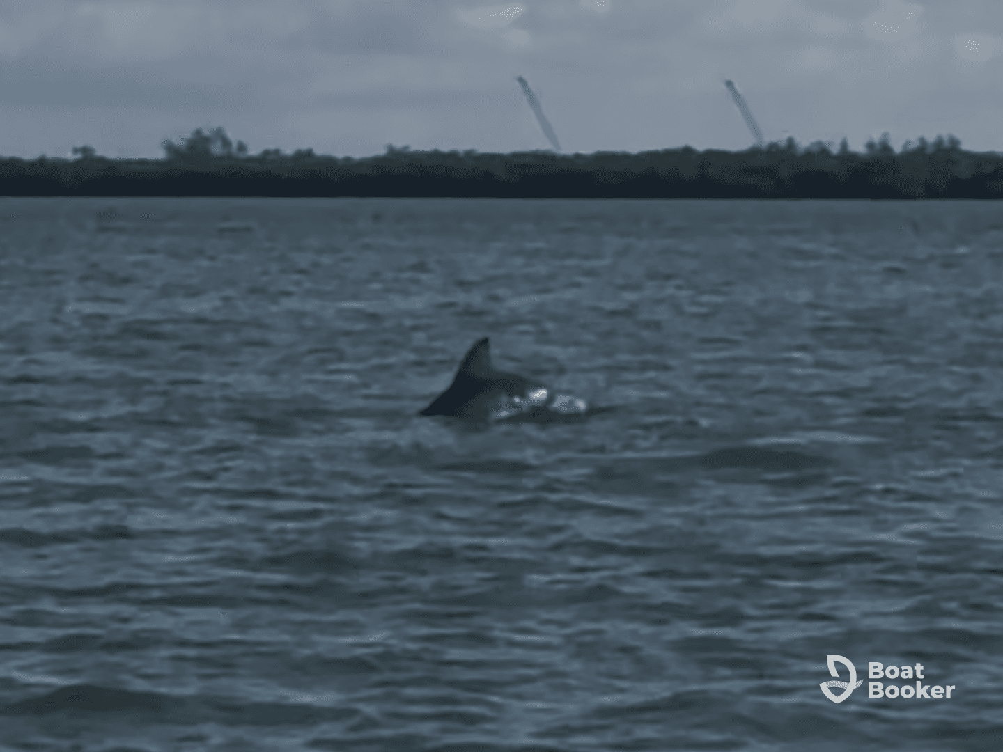 A dolphin gracefully swims through the water, showcasing the beauty of marine wildlife in its natural habitat.