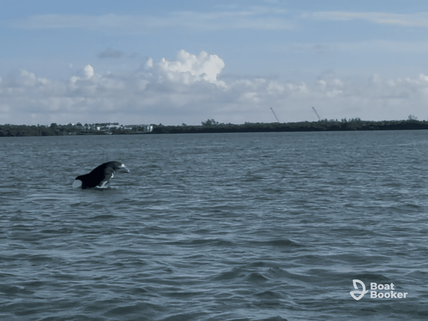 A dolphin leaps gracefully out of the water, showcasing its playful nature in a scenic coastal setting — a captivating moment for wildlife enthusiasts.