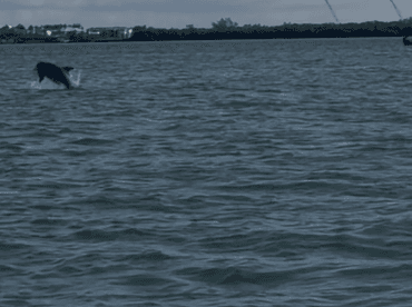 A dolphin leaps out of the water, showcasing its playful nature in a beautiful marine setting — a captivating moment for wildlife enthusiasts.