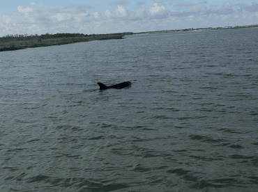 A dolphin gracefully swims in the water, showcasing the beauty of marine wildlife in its natural habitat.