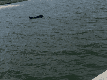 A dolphin gracefully swims in the water, showcasing the beauty of marine wildlife in its natural habitat.