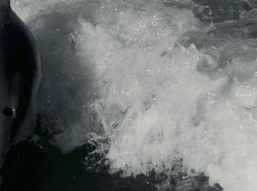 A close-up shot of a dolphin swimming through the waves, showcasing the beauty of marine wildlife in its natural habitat.