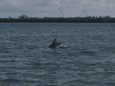 A dolphin gracefully swims through the water, showcasing the beauty of marine wildlife in its natural habitat.
