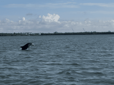 A dolphin leaps gracefully out of the water, showcasing its playful nature in a scenic coastal setting — a captivating moment for wildlife enthusiasts.