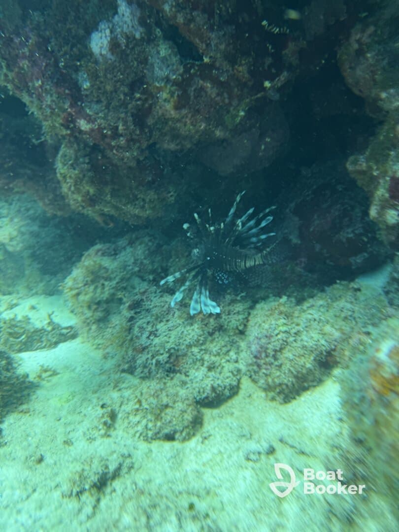 A stunning underwater shot of a lionfish among coral formations, showcasing the vibrant marine life found in tropical waters.