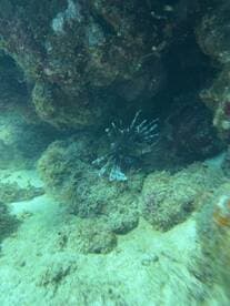 A stunning underwater shot of a lionfish among coral formations, showcasing the vibrant marine life found in tropical waters.