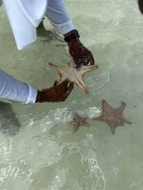 A person gently holds a starfish in shallow water, showcasing a unique human-animal interaction in a beautiful marine environment.