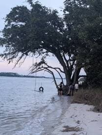 A group enjoys a playful moment by the water, swinging from a tire swing under a tree on the beach — a perfect setting for summer fun and relaxation.