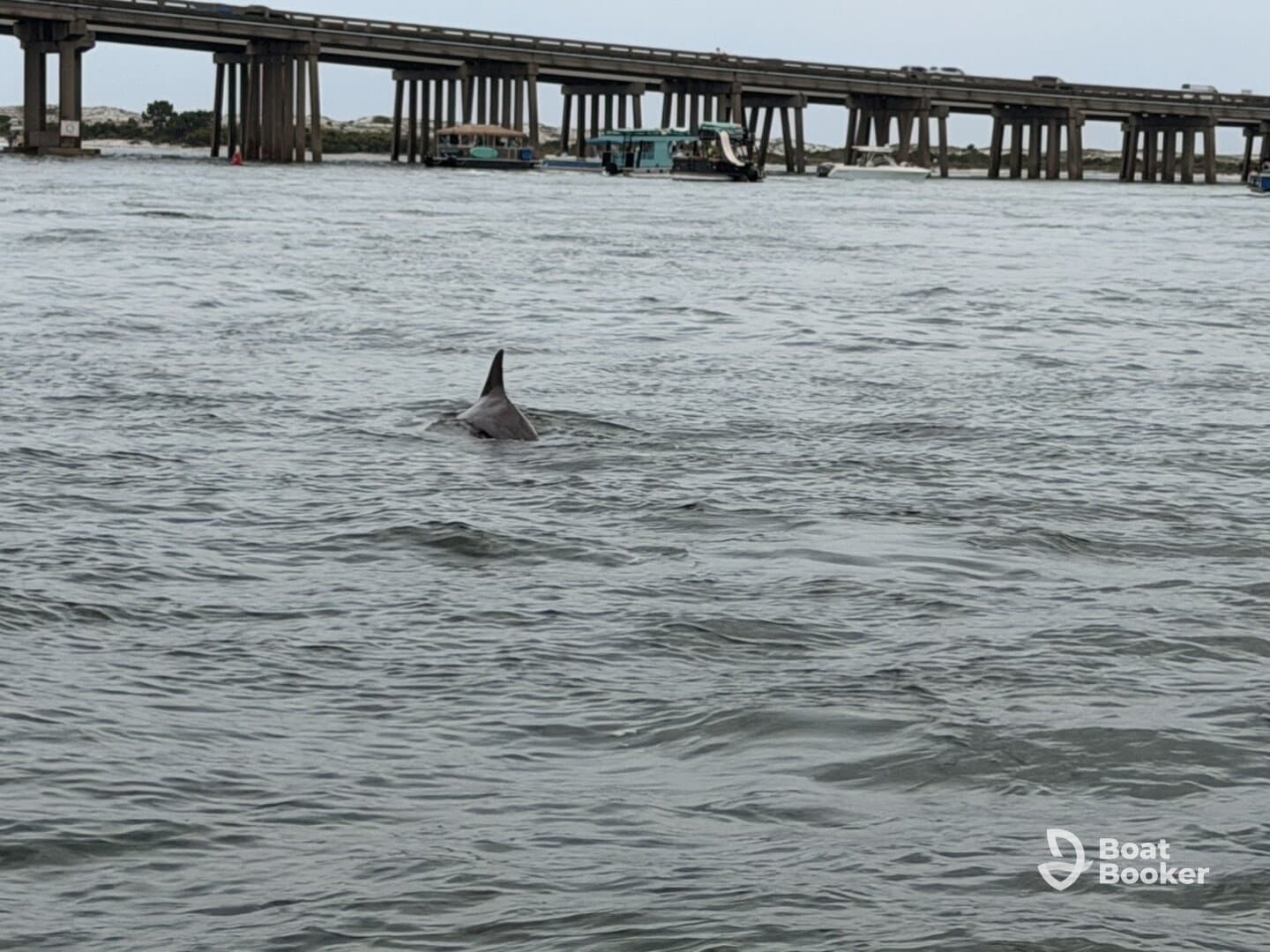 A dolphin swims gracefully in the water, showcasing the beauty of marine wildlife in its natural habitat.