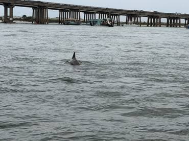A dolphin swims gracefully in the water, showcasing the beauty of marine wildlife in its natural habitat.