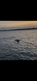 A serene moment capturing a dolphin swimming in the water at sunset, showcasing the beauty of marine wildlife.