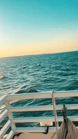Dolphins swim gracefully in the ocean as seen from a boat, showcasing the beauty of marine wildlife during a scenic outing.