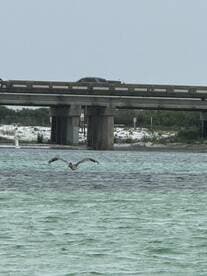 A pelican gracefully flies over the water near a bridge, showcasing the beauty of wildlife in coastal environments.