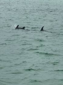 A captivating view of dolphins swimming gracefully in the ocean, showcasing the beauty of marine wildlife in their natural habitat.