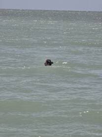 A person enjoys a refreshing swim in the ocean, capturing the essence of a perfect day on the water.