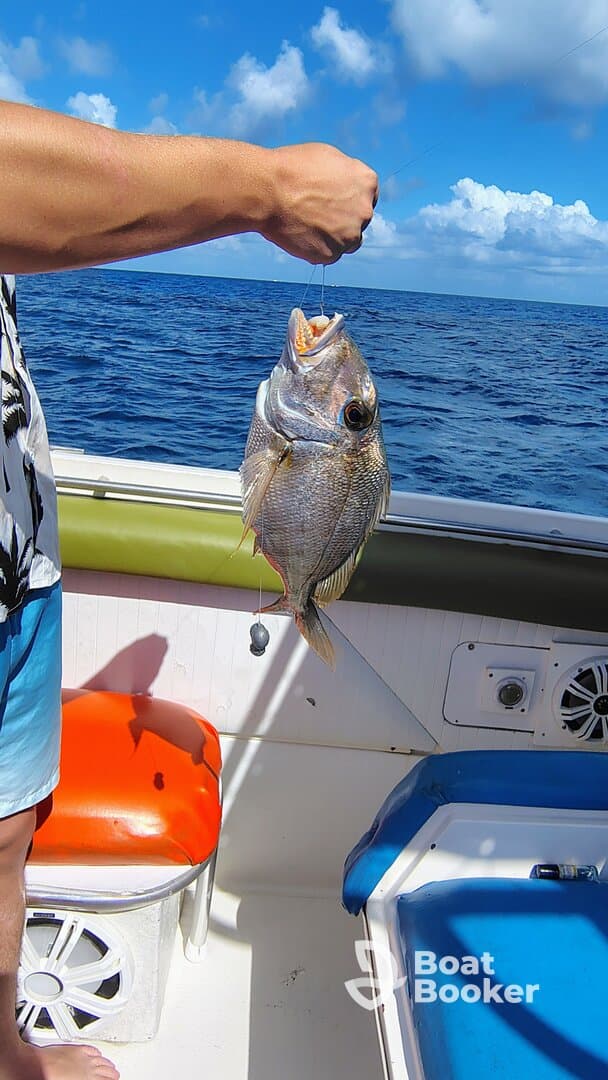 A successful fishing trip captured as a person holds up a freshly caught fish aboard a boat, showcasing the excitement of ocean fishing adventures.