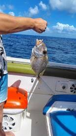 A successful fishing trip captured as a person holds up a freshly caught fish aboard a boat, showcasing the excitement of ocean fishing adventures.