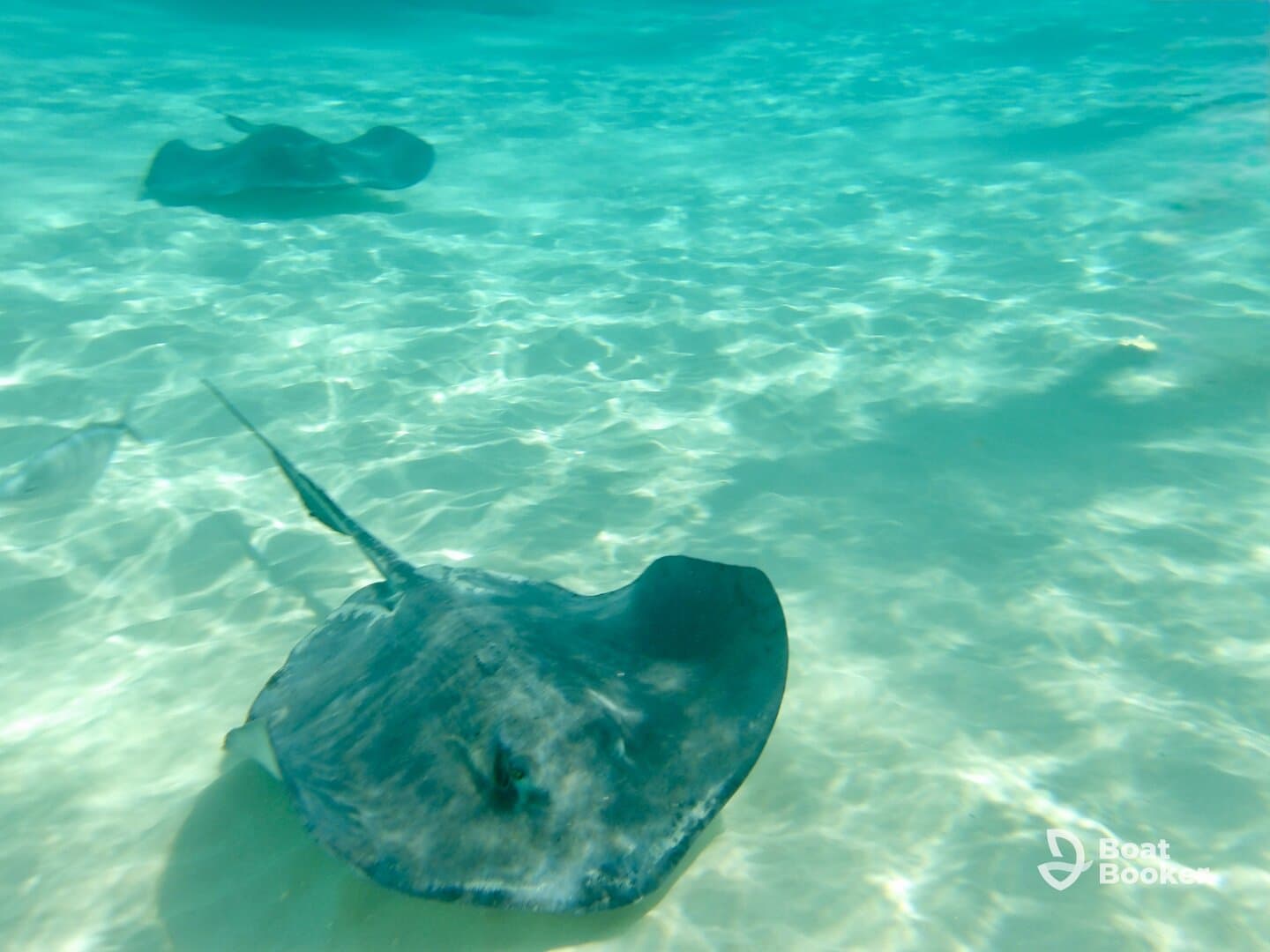 A stunning underwater shot of stingrays gliding gracefully through crystal-clear waters, showcasing the beauty of marine wildlife.