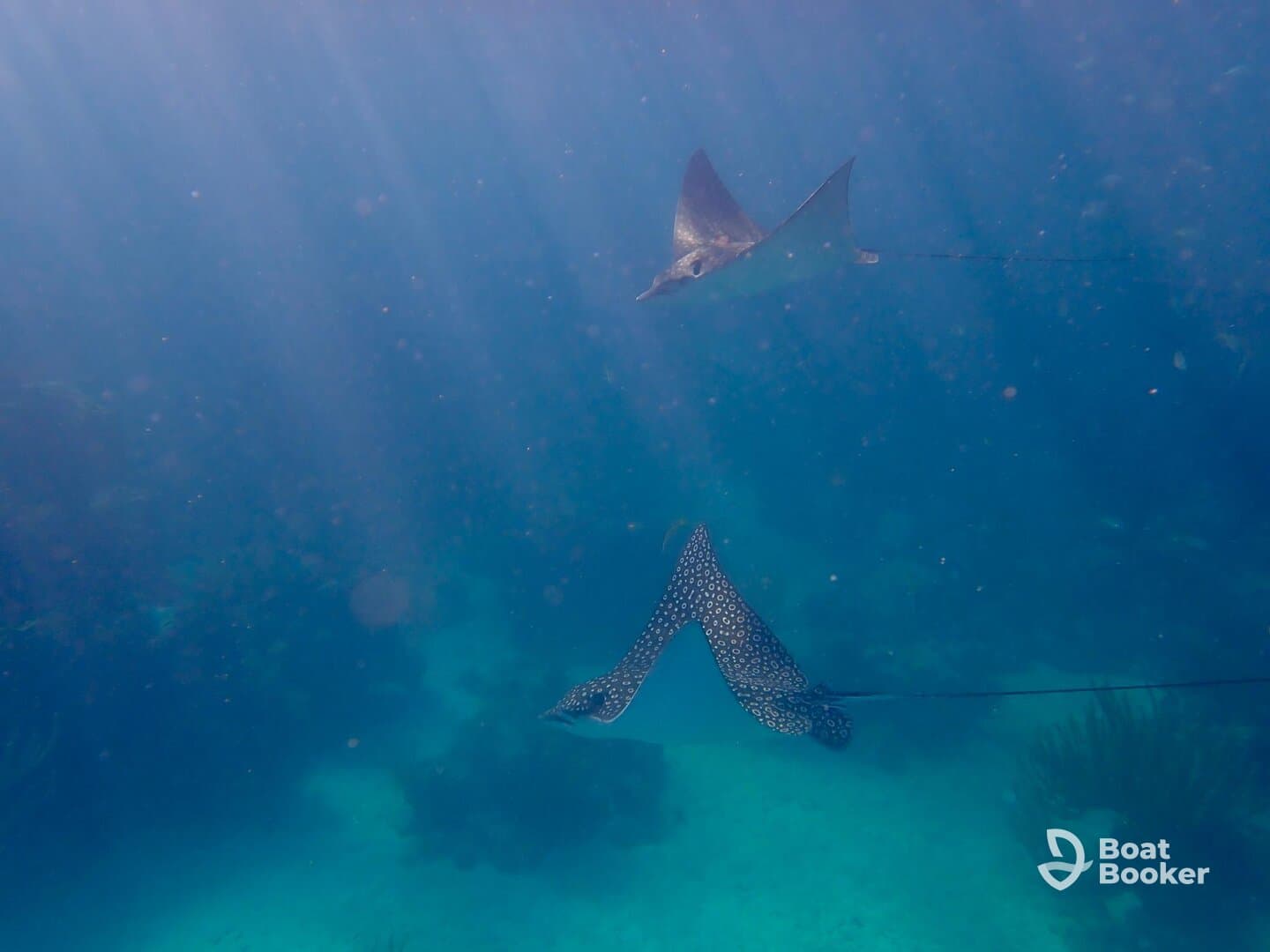 Two majestic stingrays glide gracefully through the clear blue waters, showcasing the beauty of underwater wildlife in a serene marine environment.