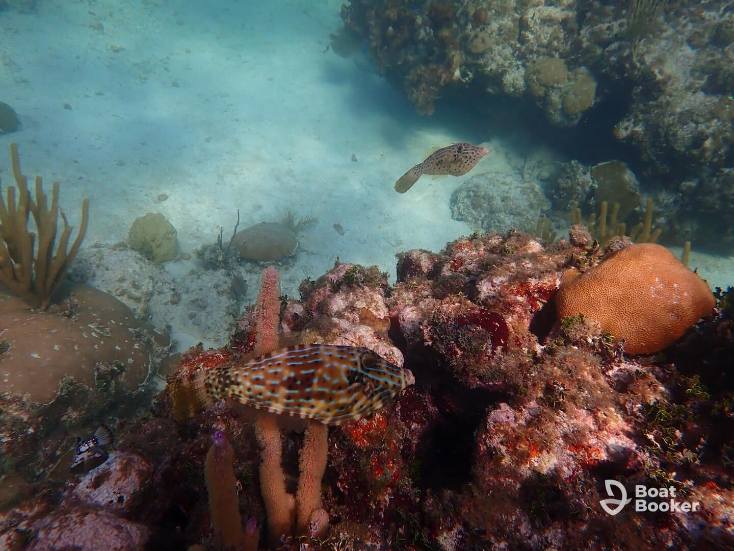 A vibrant underwater scene showcasing colorful fish swimming among coral formations, highlighting the beauty of marine life in its natural habitat.