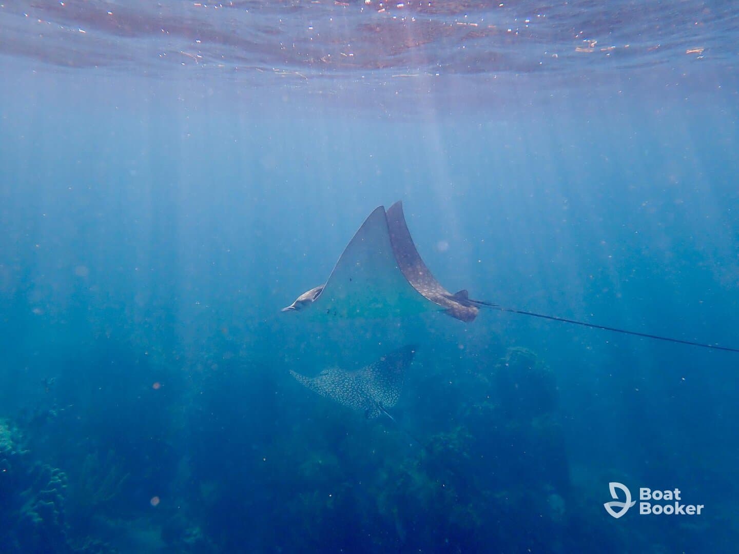 A stunning underwater shot of stingrays gliding gracefully through crystal-clear waters, showcasing the beauty of marine wildlife.