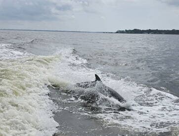 A dolphin gracefully swims through the waves, showcasing the beauty of marine wildlife in its natural habitat.