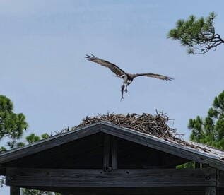 An osprey catches a fish mid-flight, showcasing its impressive hunting skills. This stunning wildlife moment captures the beauty of nature in action.