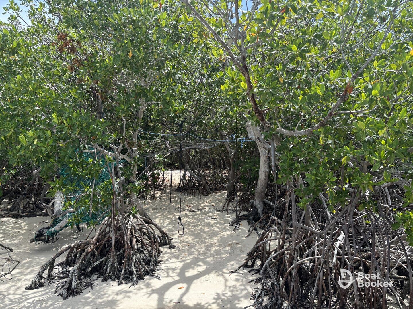 A view of mangrove trees with unclear visibility; the scene lacks identifiable subjects or activities.