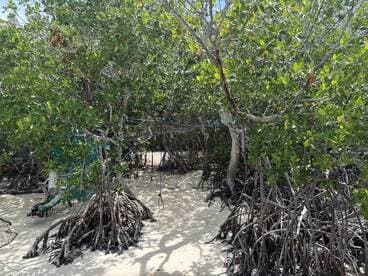 A view of mangrove trees with unclear visibility; the scene lacks identifiable subjects or activities.