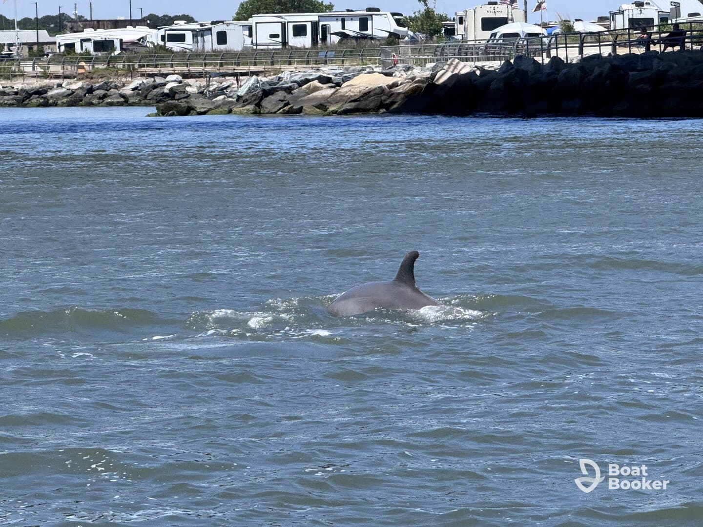 A dolphin gracefully swims through the water, showcasing the beauty of marine wildlife in its natural habitat.
