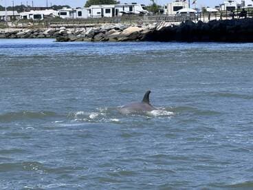A dolphin gracefully swims through the water, showcasing the beauty of marine wildlife in its natural habitat.