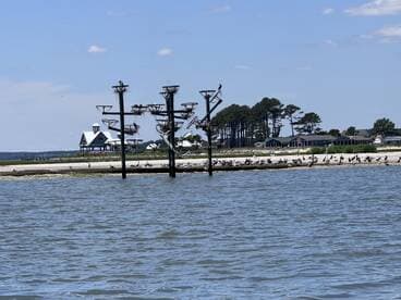A picturesque view of a coastal landscape featuring nesting birds and a charming beach house, perfect for nature lovers and scenic boat tours.