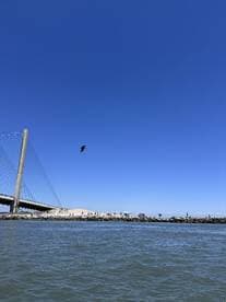 A scenic view featuring a bridge and beachgoers along the shore, with a bird soaring overhead — a perfect representation of a vibrant day by the water.