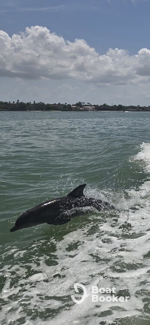 A playful dolphin leaps from the water, showcasing its agility in a vibrant marine setting — a captivating moment for wildlife enthusiasts.