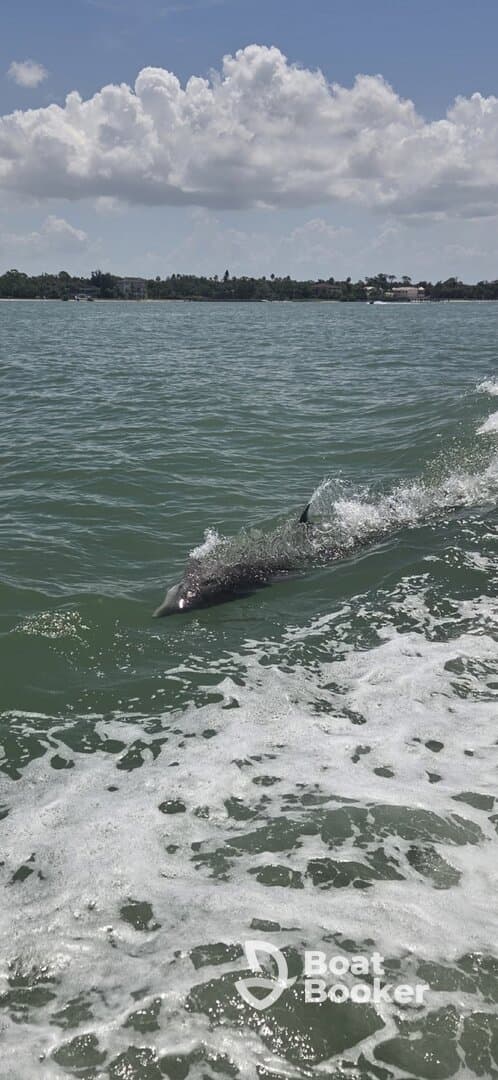A dolphin gracefully swims through the water, showcasing the beauty of marine wildlife in its natural habitat.