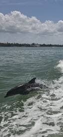 A playful dolphin leaps from the water, showcasing its agility in a vibrant marine setting — a captivating moment for wildlife enthusiasts.