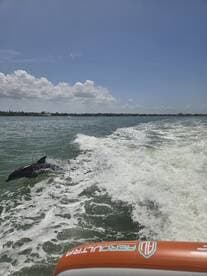 A dolphin gracefully swims alongside a boat, showcasing the beauty of marine wildlife in its natural habitat — a perfect moment for nature lovers and adventure seekers.