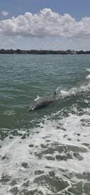 A dolphin gracefully swims through the water, showcasing the beauty of marine wildlife in its natural habitat.