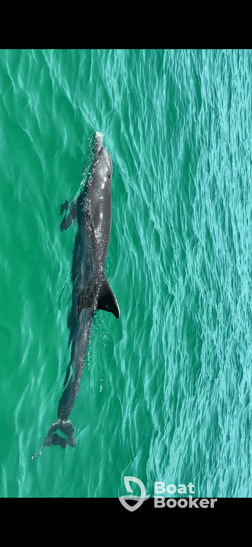 A stunning close-up of a dolphin swimming gracefully through clear turquoise waters, showcasing the beauty of marine wildlife.
